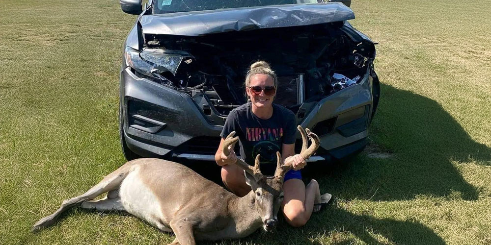 Deer hit by car